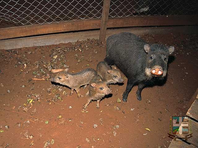 Passo do Curê