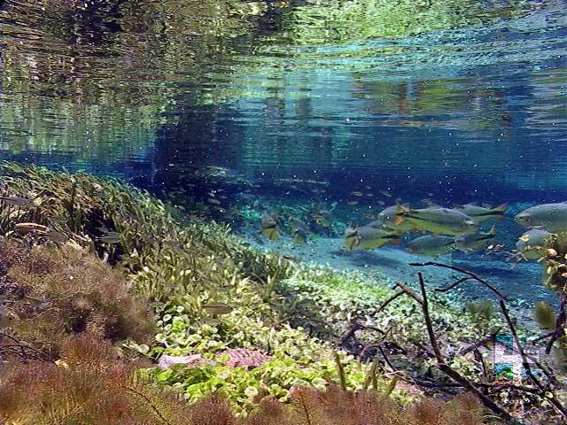 Rio Sucuri