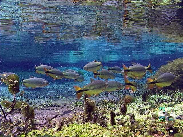 Rio Sucuri