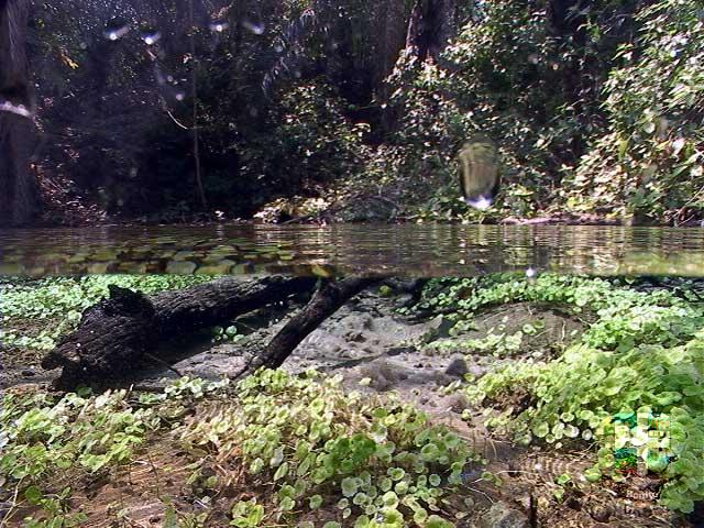 Rio Sucuri