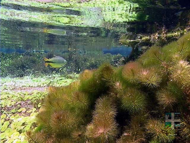 Rio Sucuri