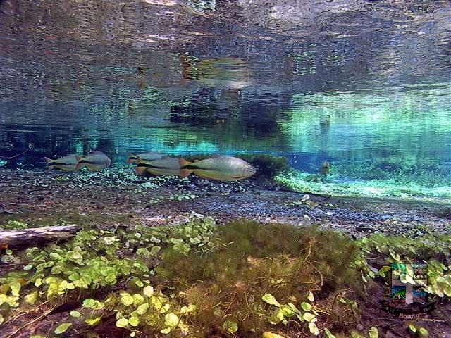 Rio Sucuri