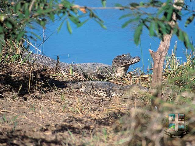 Reserva Ecológica Baia Bonita