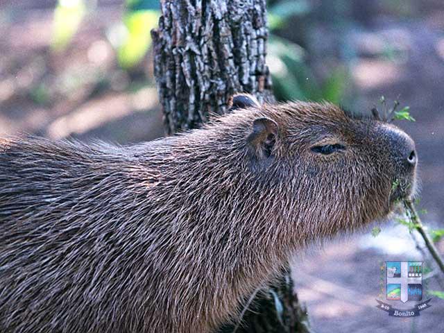 Reserva Ecológica Baia Bonita