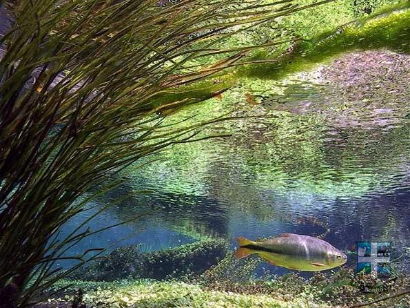 Descubra o Rio Sucuri